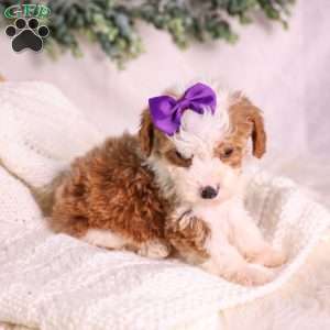 Marigold, Mini Bernedoodle Puppy